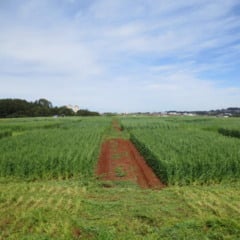 Foto: Henrique Pereira dos Santos