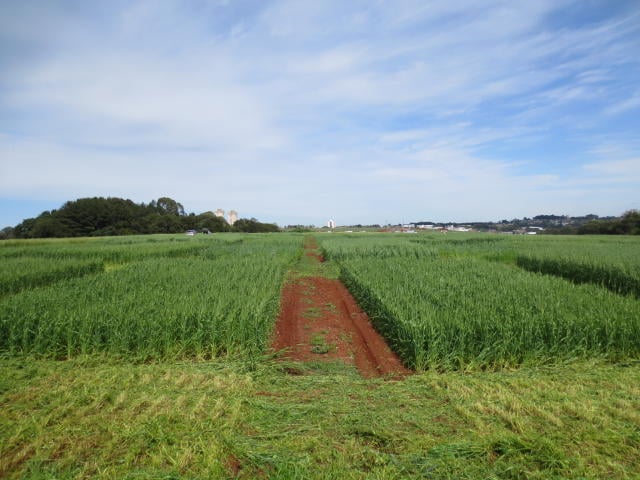 Foto: Henrique Pereira dos Santos
