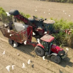 Saiba como est&aacute; a safra 2025/26 na Guatemala