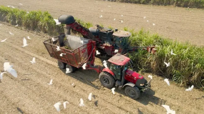 Saiba como está a safra 2025/26 na Guatemala