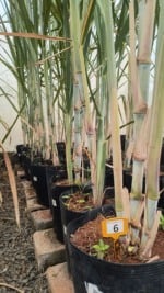 PangeiaBiotech &eacute; licenciada para desenvolver cana transg&ecirc;nica RB e busca usinas parceiras