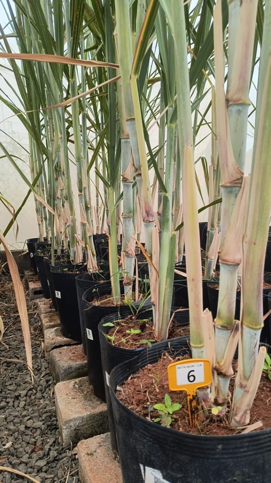 PangeiaBiotech é licenciada para desenvolver cana transgênica RB e busca usinas parceiras