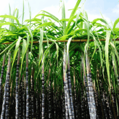 Imagem: Mapa/Divulga&ccedil;&atilde;o 