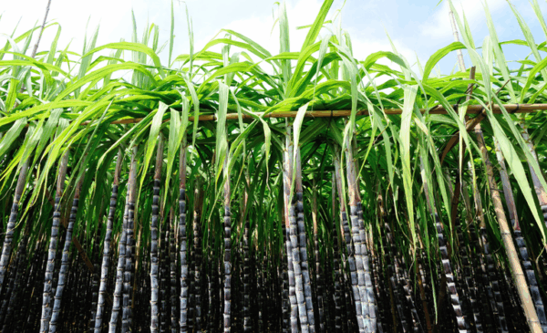 Imagem: Mapa/Divulgação 