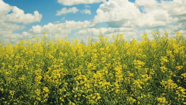 Imagem: bp Divulgação 