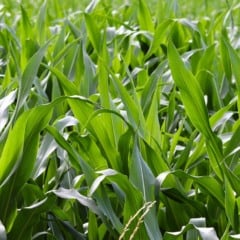 BioMilho Brasil 2026 reúne executivos-chave do etanol de milho no país