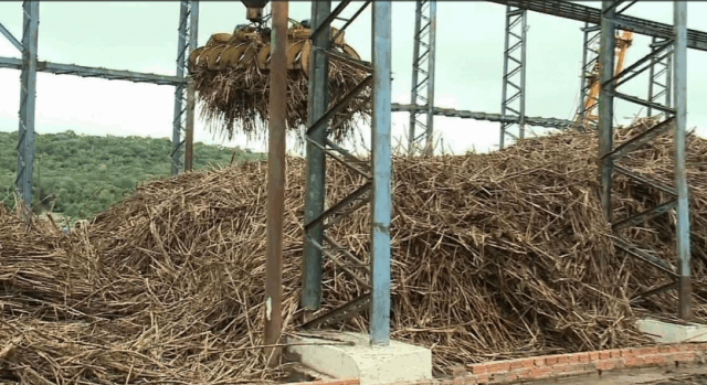 Sindaçúcar divulga andamento da safra em Alagoas; veja aqui