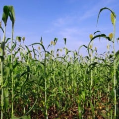 O etanol pode ser o novo motor do sorgo na safrinha de MT?