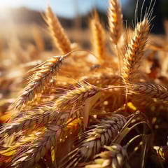 Saiba a capacidade de produ&ccedil;&atilde;o da 1&ordf; usina de etanol de trigo do pa&iacute;s