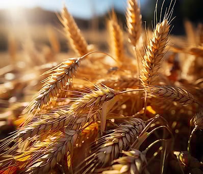 Saiba a capacidade de produção da 1ª usina de etanol de trigo do país