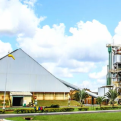 Webinar apresenta detalhes do 3º tri da safra da CMAA; assista aqui